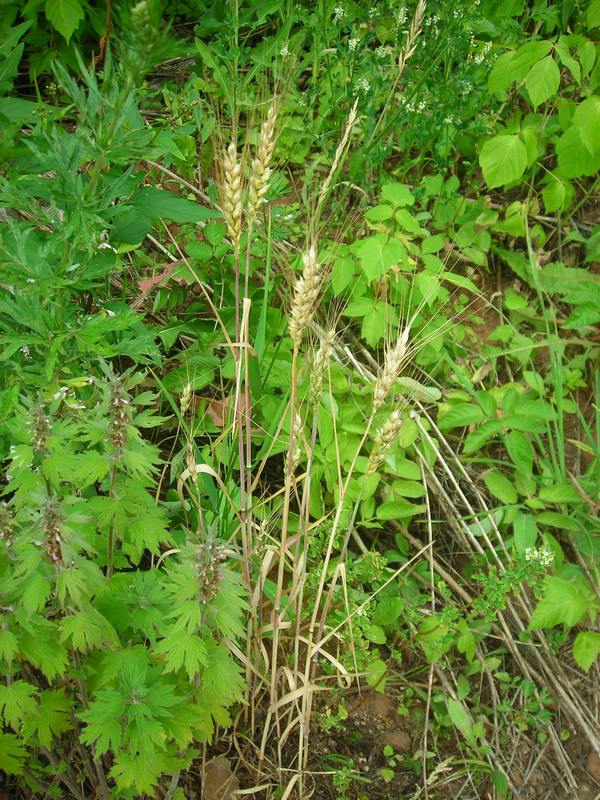 Image of Triticum aestivum specimen.