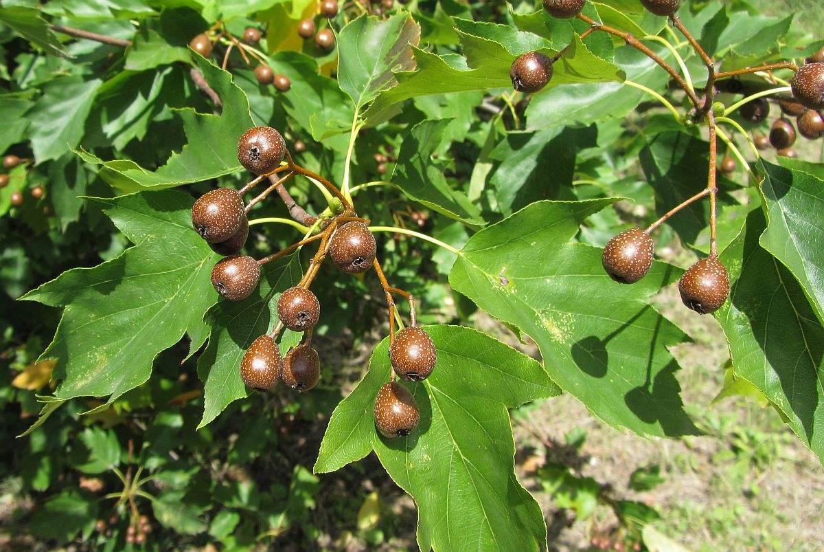 Image of Sorbus torminalis specimen.