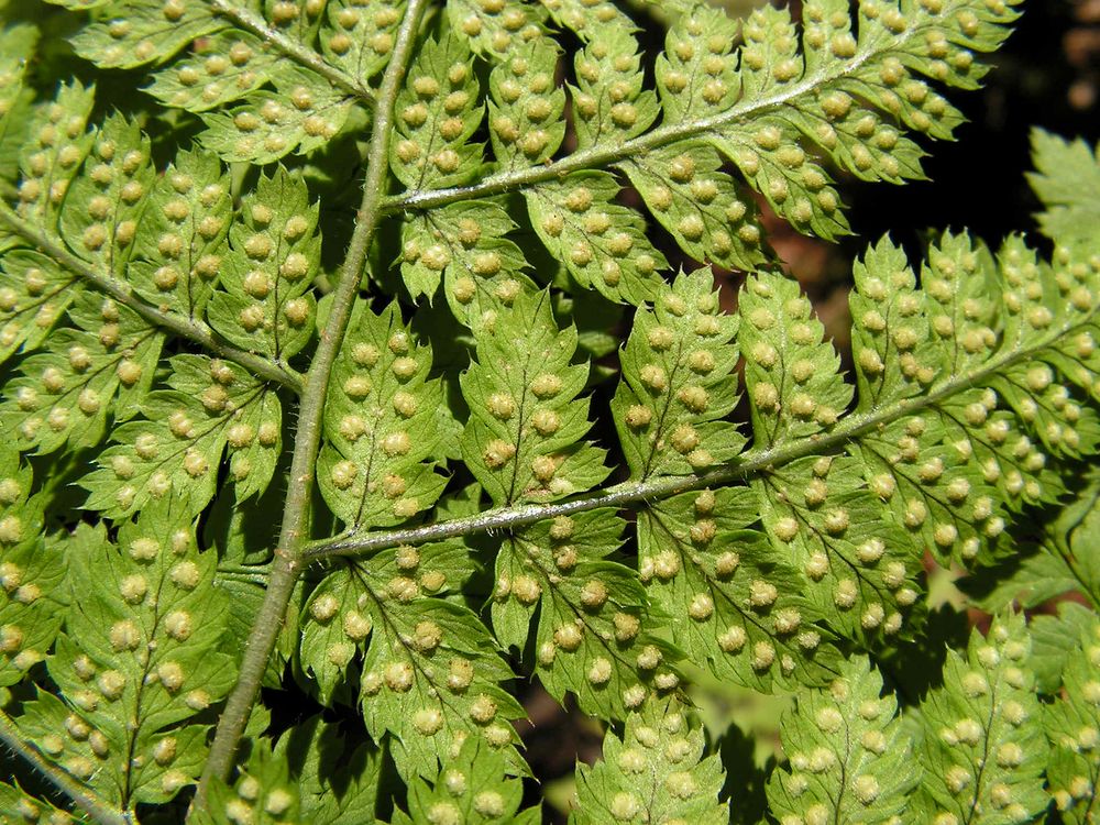 Изображение особи Dryopteris amurensis.