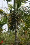 Areca catechu