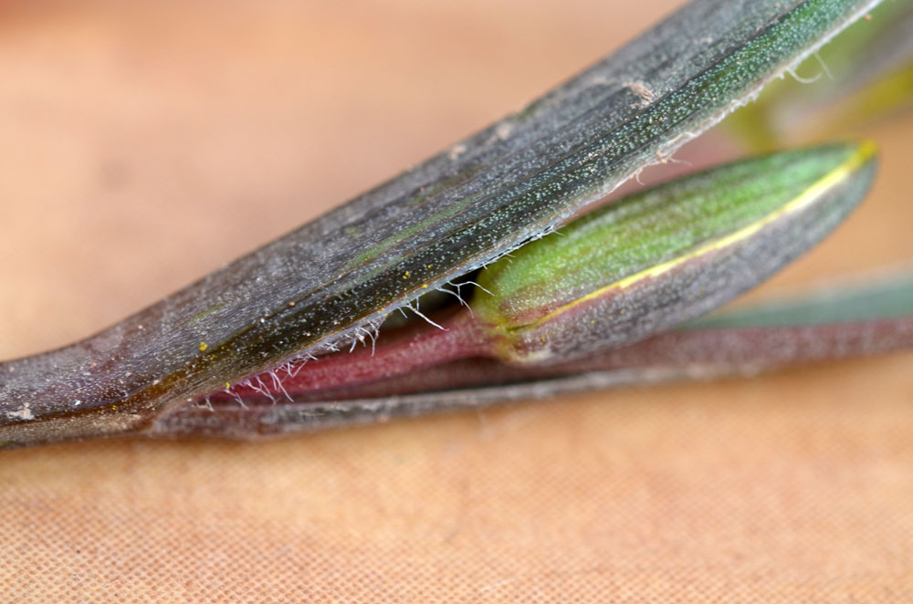 Image of Gagea turkestanica specimen.