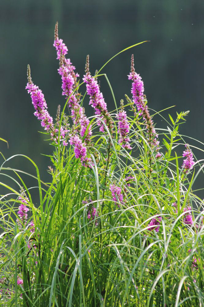 Image of Lythrum salicaria specimen.