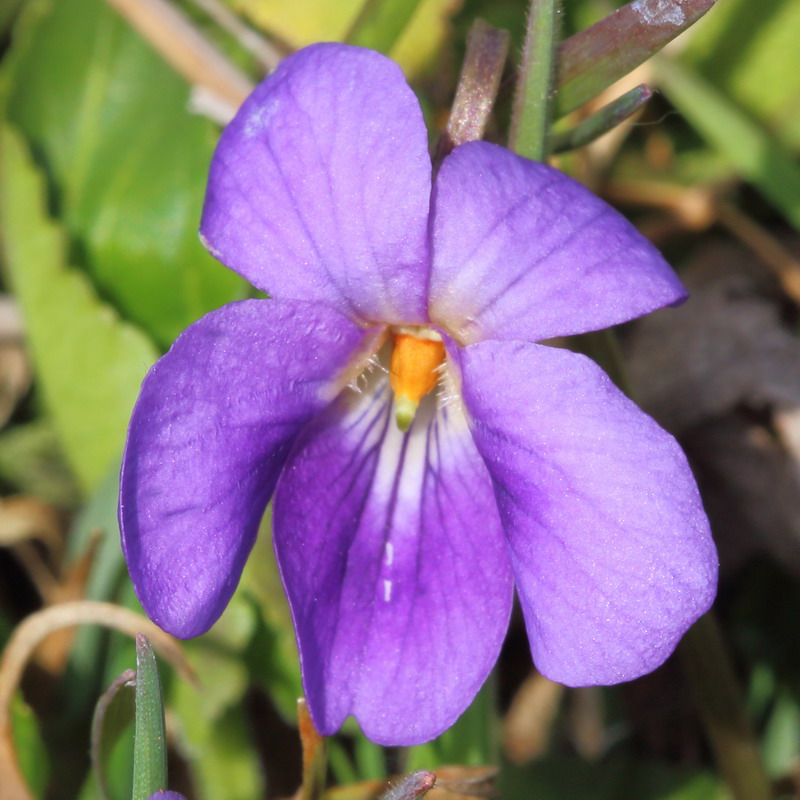 Изображение особи Viola ambigua.