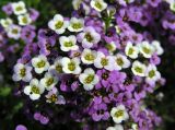 Lobularia maritima. Часть соцветия. Владивосток, Ботанический сад-институт ДВО РАН. 05.09.2013.