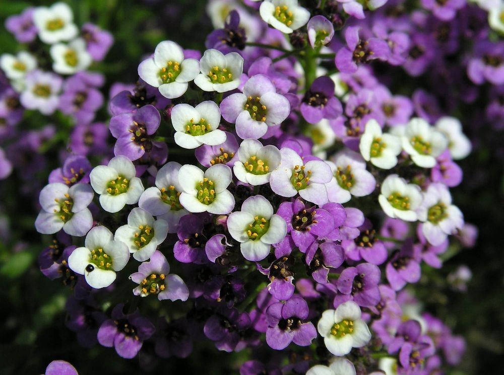 Image of Lobularia maritima specimen.