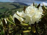 Rhododendron caucasicum