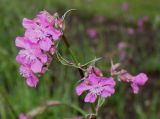 Viscaria vulgaris. Соцветие. Германия, г. Дюссельдорф, Ботанический сад университета. 28.04.2014.