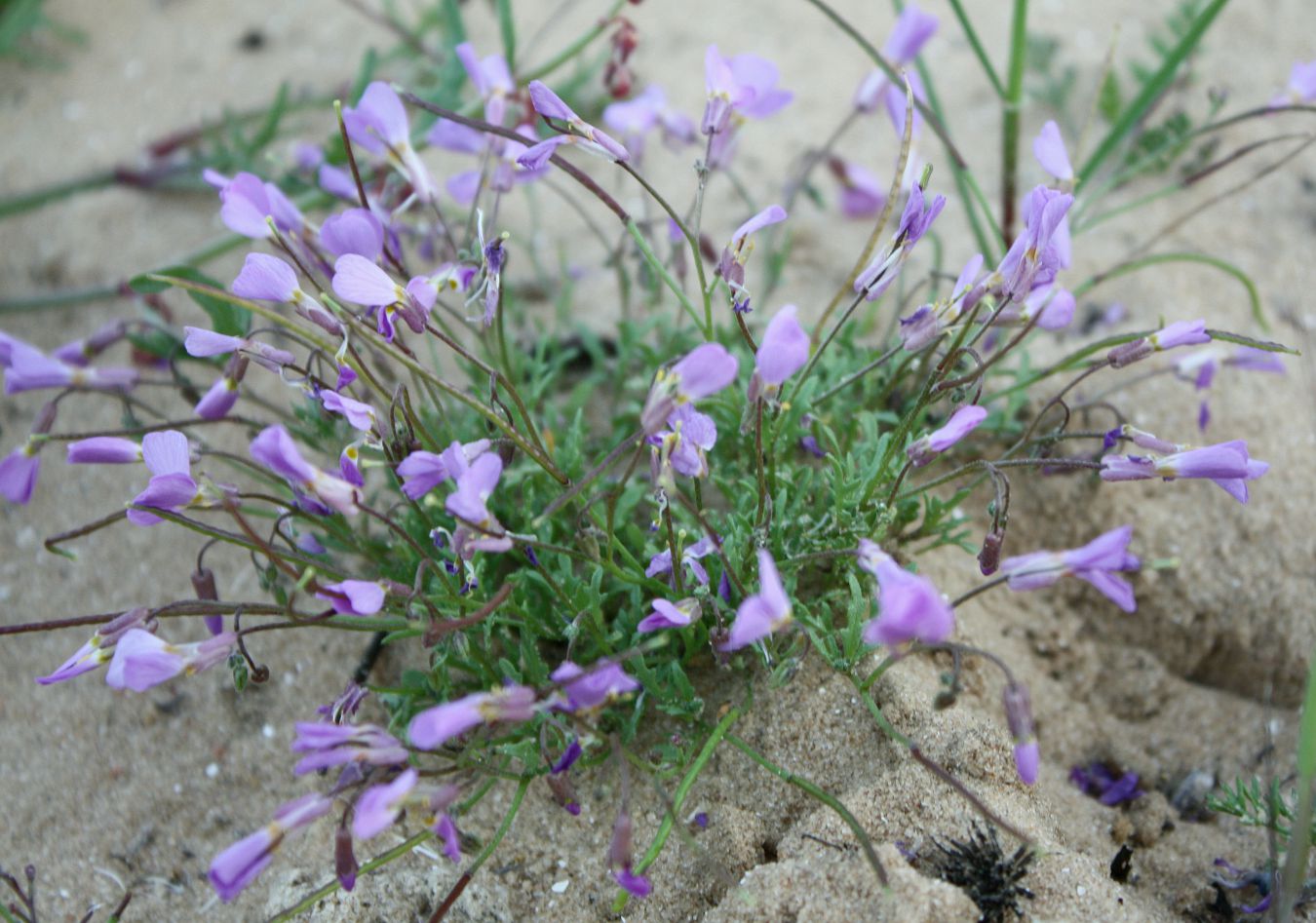 Image of Malcolmia pulchella specimen.