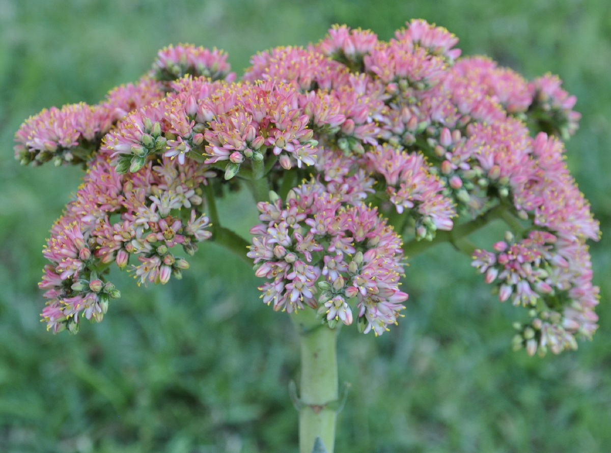 Изображение особи Crassula perfoliata var. minor.