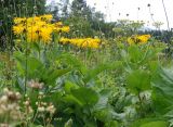 Inula magnifica. Верхушки цветущих растений в высокотравье. Адыгея, окр. плато Лагонаки. 17.08.2008.