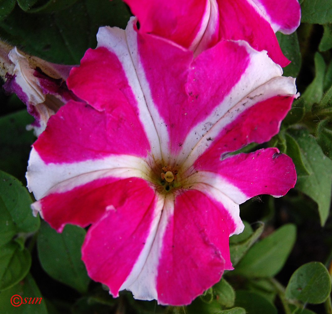 Изображение особи Petunia &times; atkinsiana.