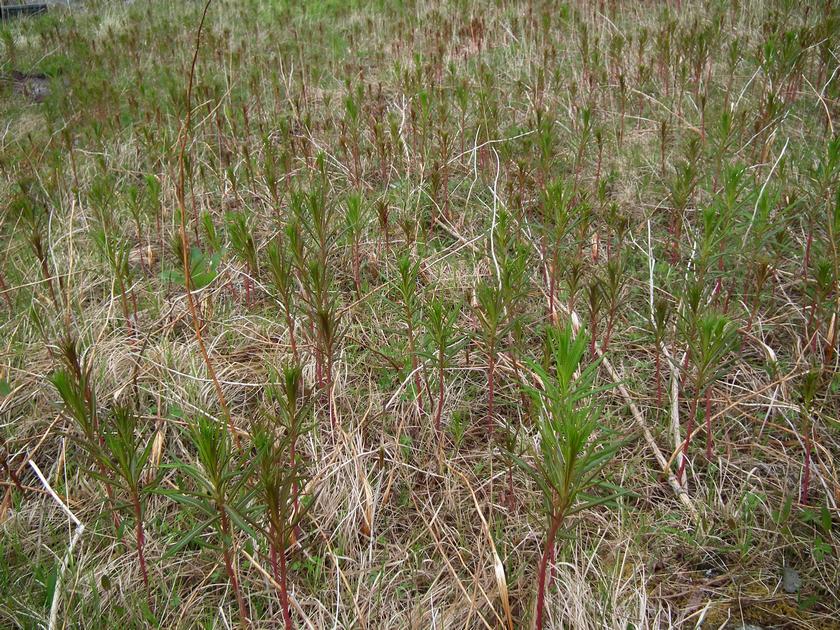 Image of Chamaenerion angustifolium specimen.