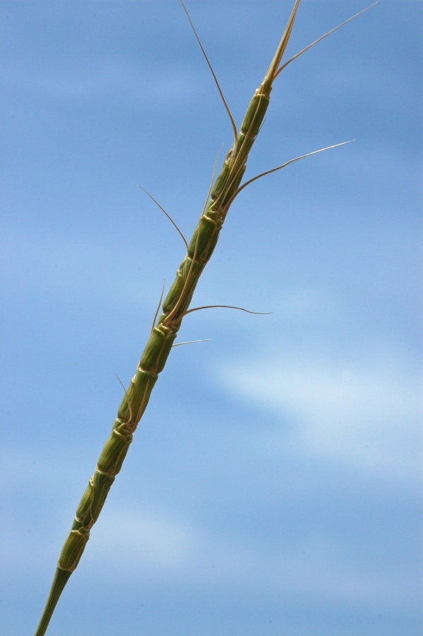 Изображение особи Aegilops tauschii.