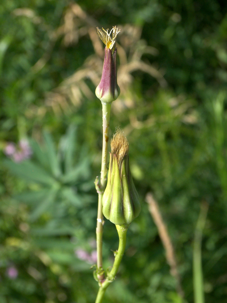 Изображение особи Tragopogon dasyrhynchus.