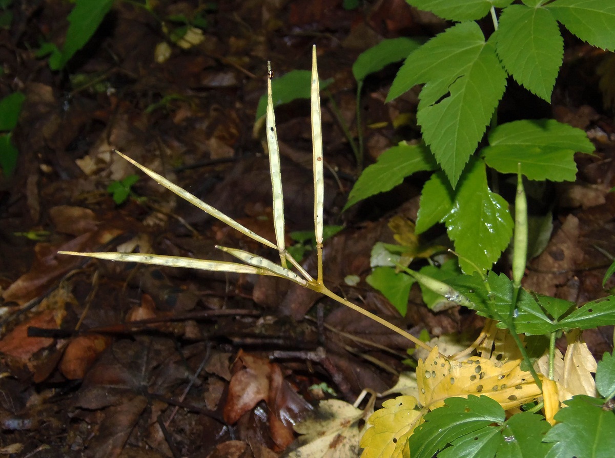 Image of Cardamine glanduligera specimen.