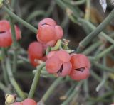 Ephedra distachya