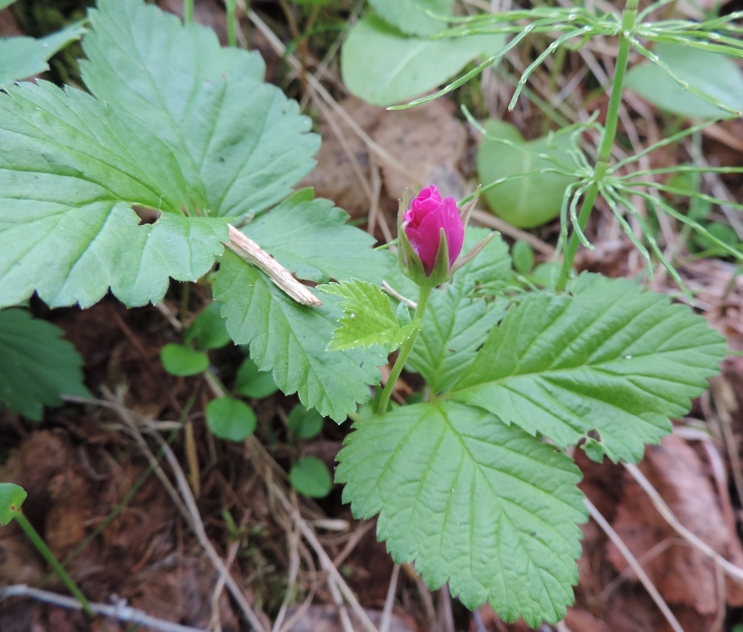 Изображение особи Rubus arcticus.