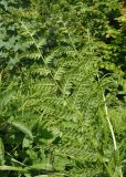 Pteridium aquilinum. Часть вайи (вид снизу). Украина, Львовская обл., Дрогобычский р-н, г. Трускавец, Помярки, опушка леса возле дороги на Трускавец. 03.06.2014.