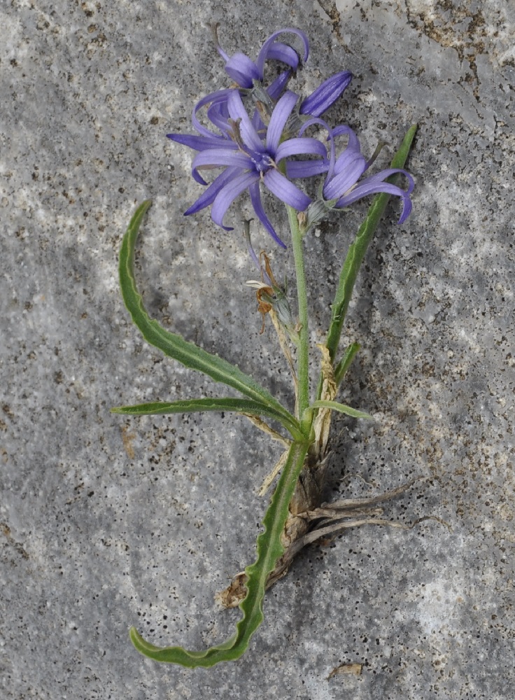 Image of Asyneuma limonifolium specimen.