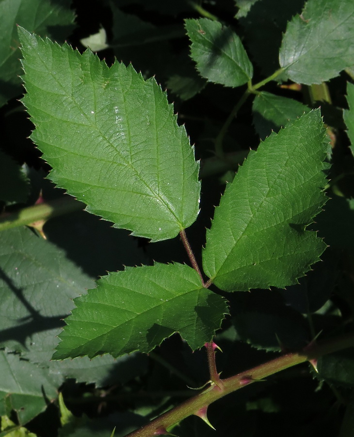 Image of Rubus procerus specimen.