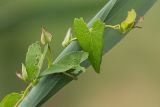 Image of taxon representative. Author is Илья Михеев
