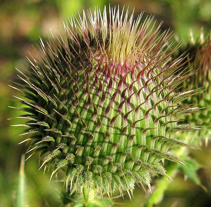 Изображение особи Cirsium serrulatum.