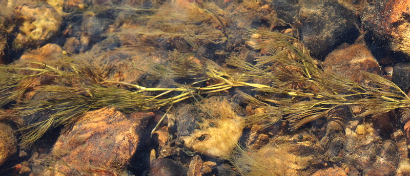 Image of Ranunculus trichophyllus specimen.