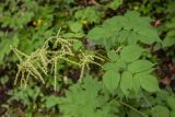 Aruncus sylvestris