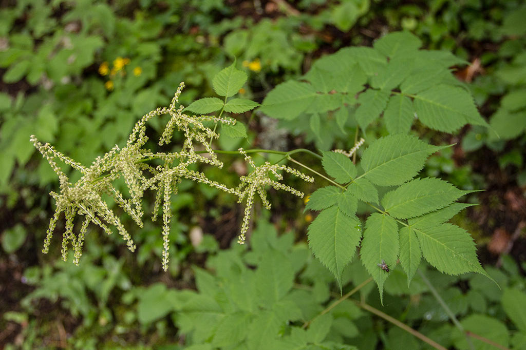 Изображение особи Aruncus sylvestris.