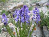 Polygala hybrida