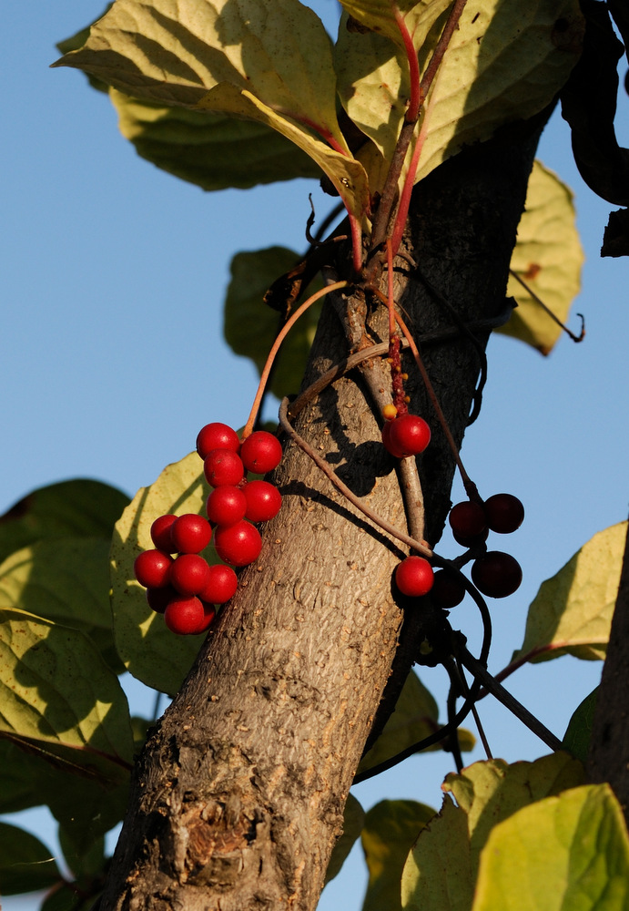 Изображение особи Schisandra chinensis.