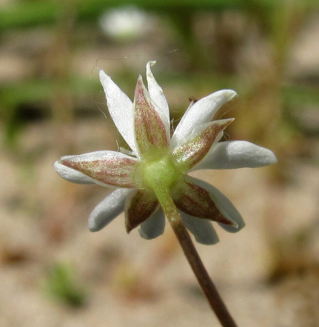Image of Stellaria crassifolia specimen.
