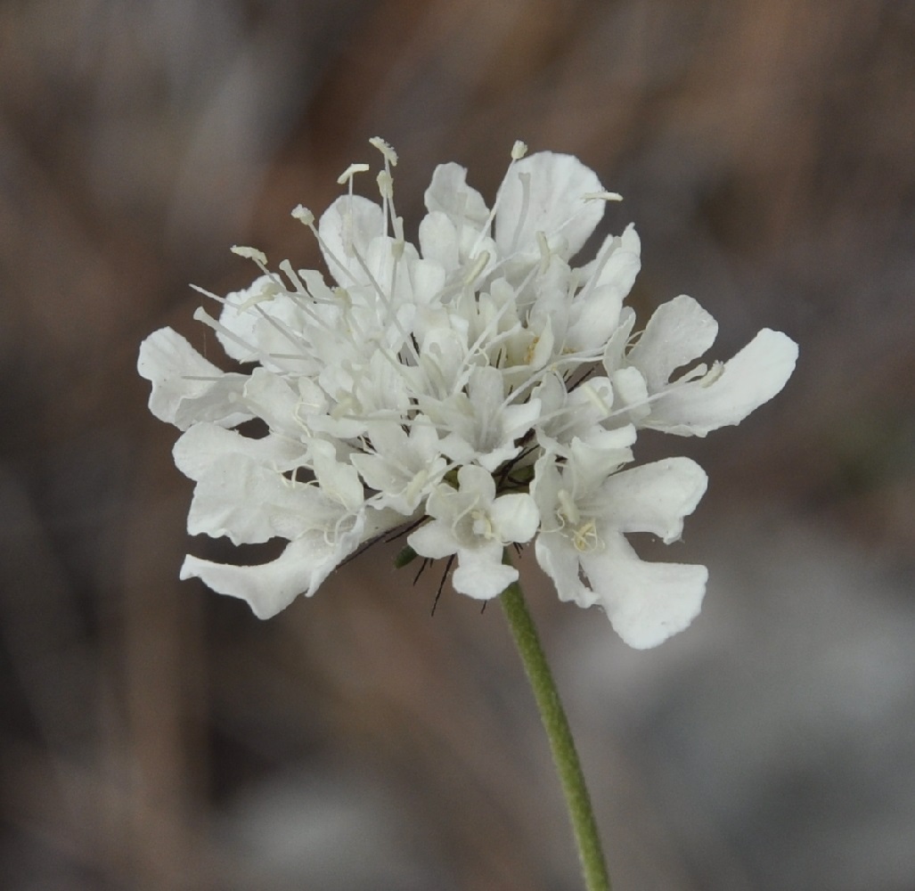 Image of Scabiosa ochroleuca specimen.