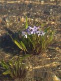 Tripolium pannonicum подвид tripolium. Цветущее растение, полностью покрытое водой во время прилива. Архангельская обл., Соловки, о. Бол. Соловецкий, литораль. 16.08.2014.