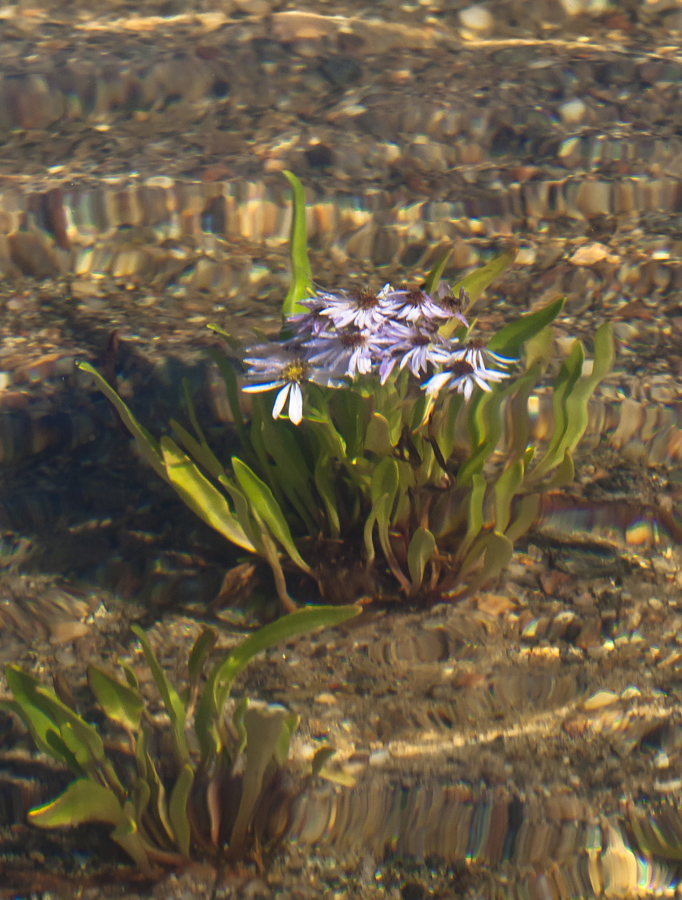 Image of Tripolium pannonicum ssp. tripolium specimen.