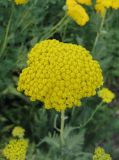 Achillea filipendulina. Соцветие (культивар). Крым, Симферополь, ботсад университета. 8 июля 2009 г.