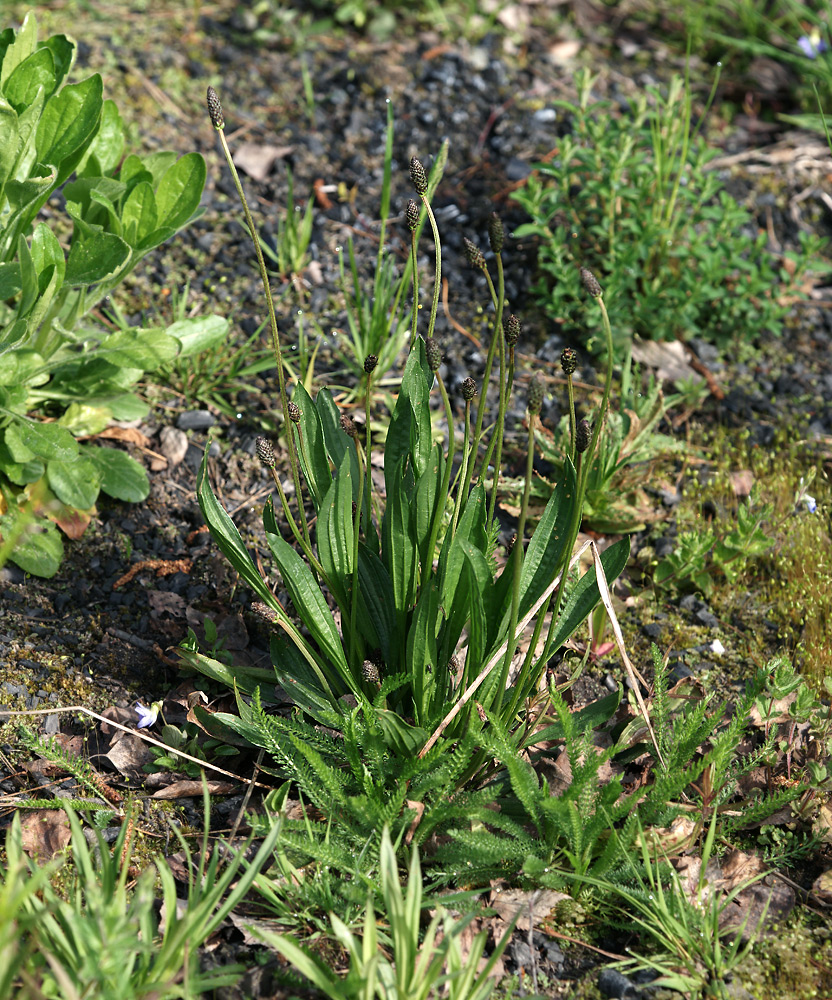 Изображение особи Plantago lanceolata.