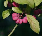 Euonymus europaeus. Листья и соплодие с созревающими плодами. Московская обл., Раменский р-н, окр. дер. Хрипань, садовый участок. 20.08.2014.