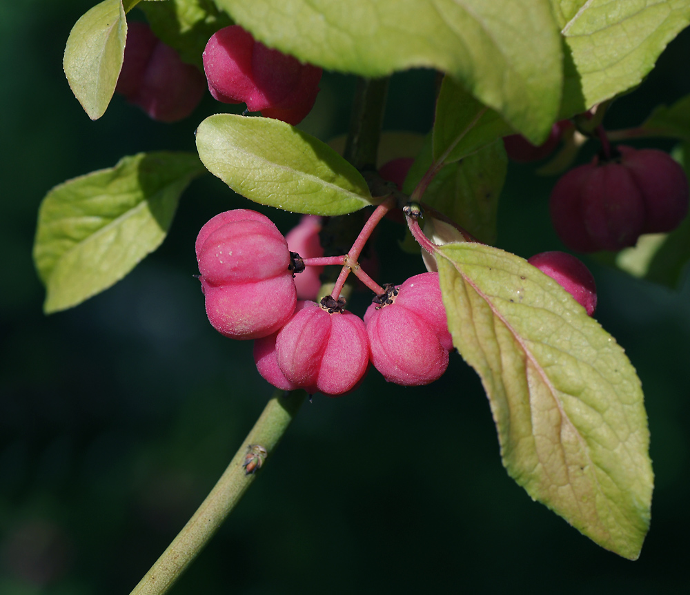 Image of Euonymus europaeus specimen.