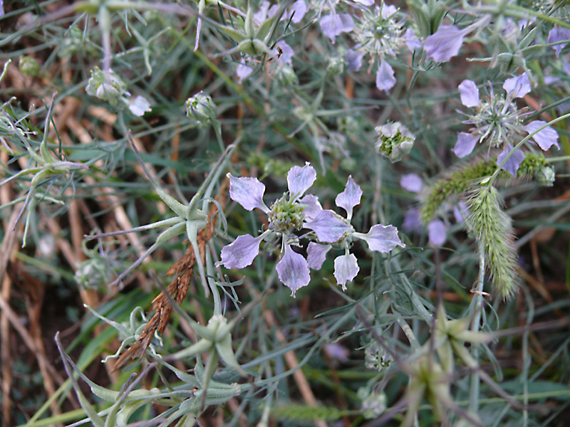 Изображение особи Nigella arvensis.