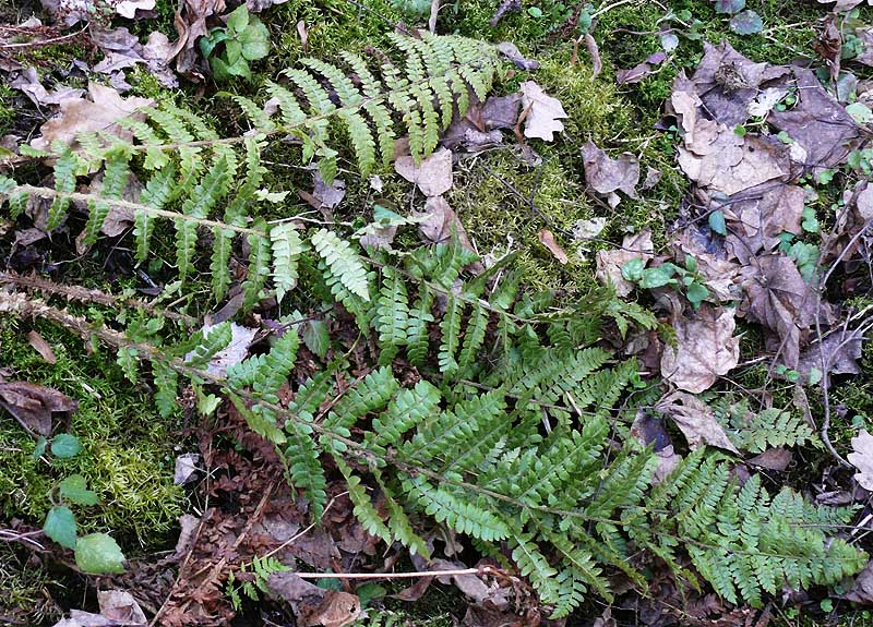 Image of Polystichum braunii specimen.