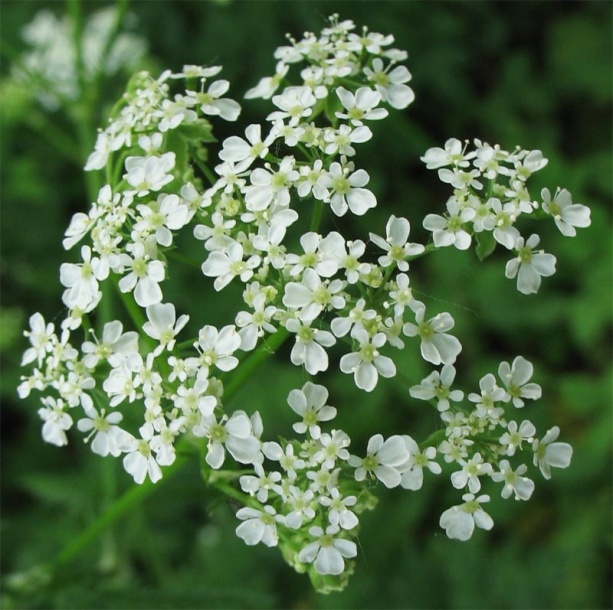 Изображение особи Anthriscus sylvestris.