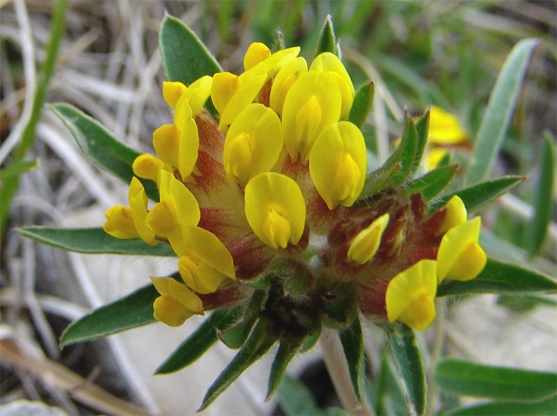 Изображение особи Anthyllis lachnophora.