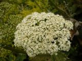 genus Heracleum