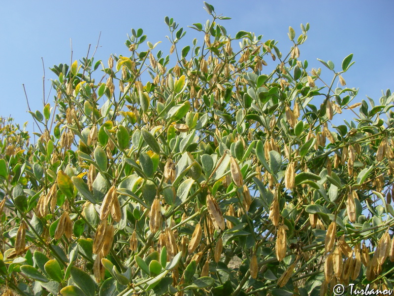 Image of Zygophyllum fabago specimen.