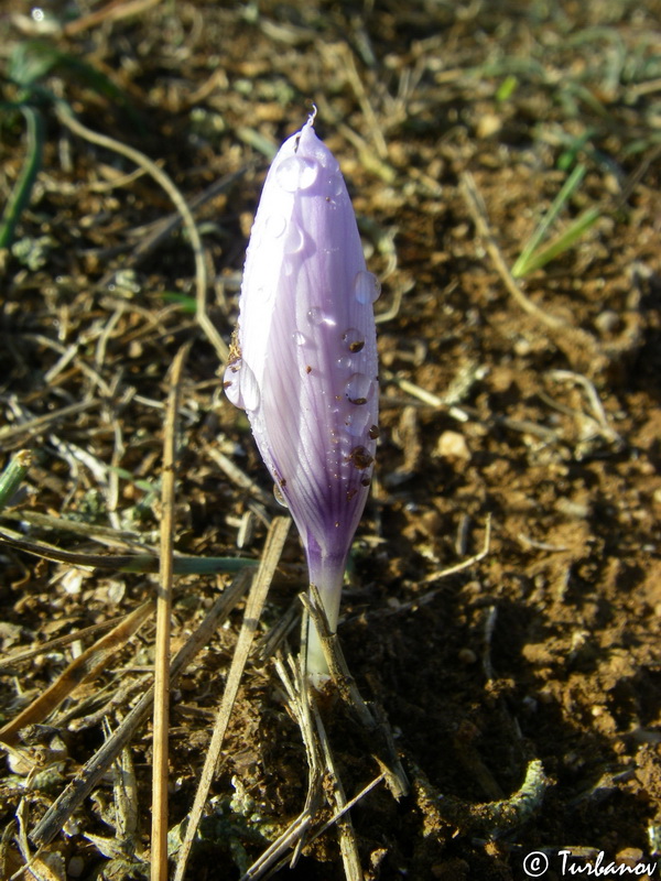 Изображение особи Crocus pallasii.