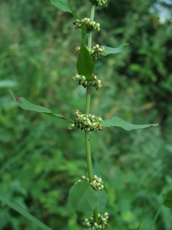 Изображение особи Rumex conglomeratus.