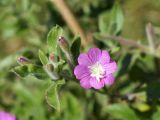 Epilobium hirsutum. Верхушка побега с бутонами и цветком. Кыргызстан, Чуйская обл., с. Восток, между кладбищем и водоемом. 11.09.2015.