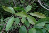 Salix cinerea