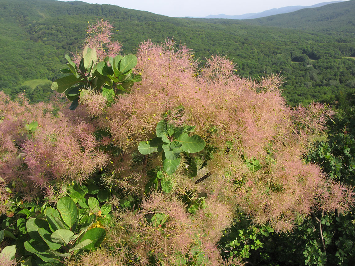 Изображение особи Cotinus coggygria.